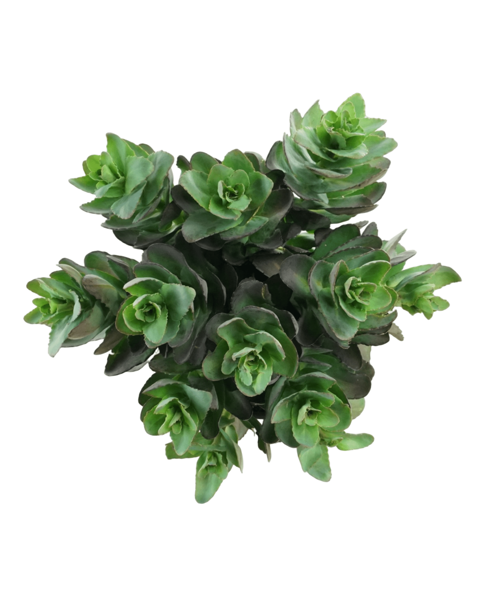 Sedum 'Conga Line' - The Garden Corner