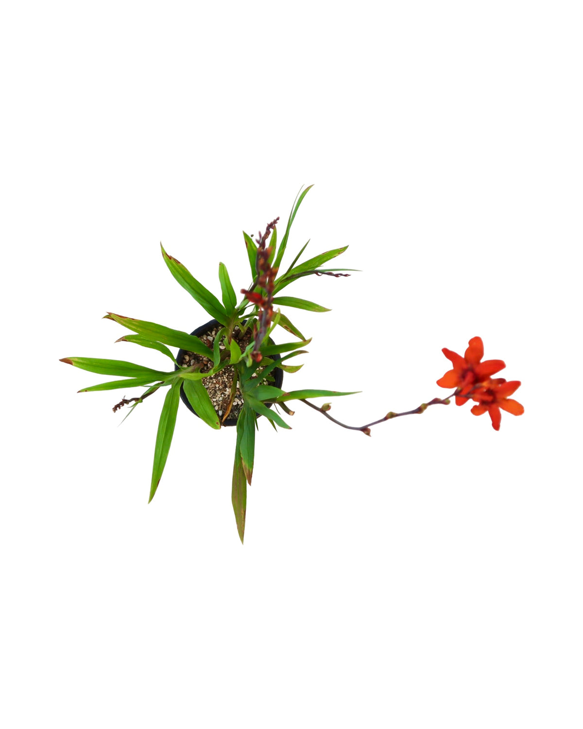 Crocosmia 'Babylon' - Perennials
