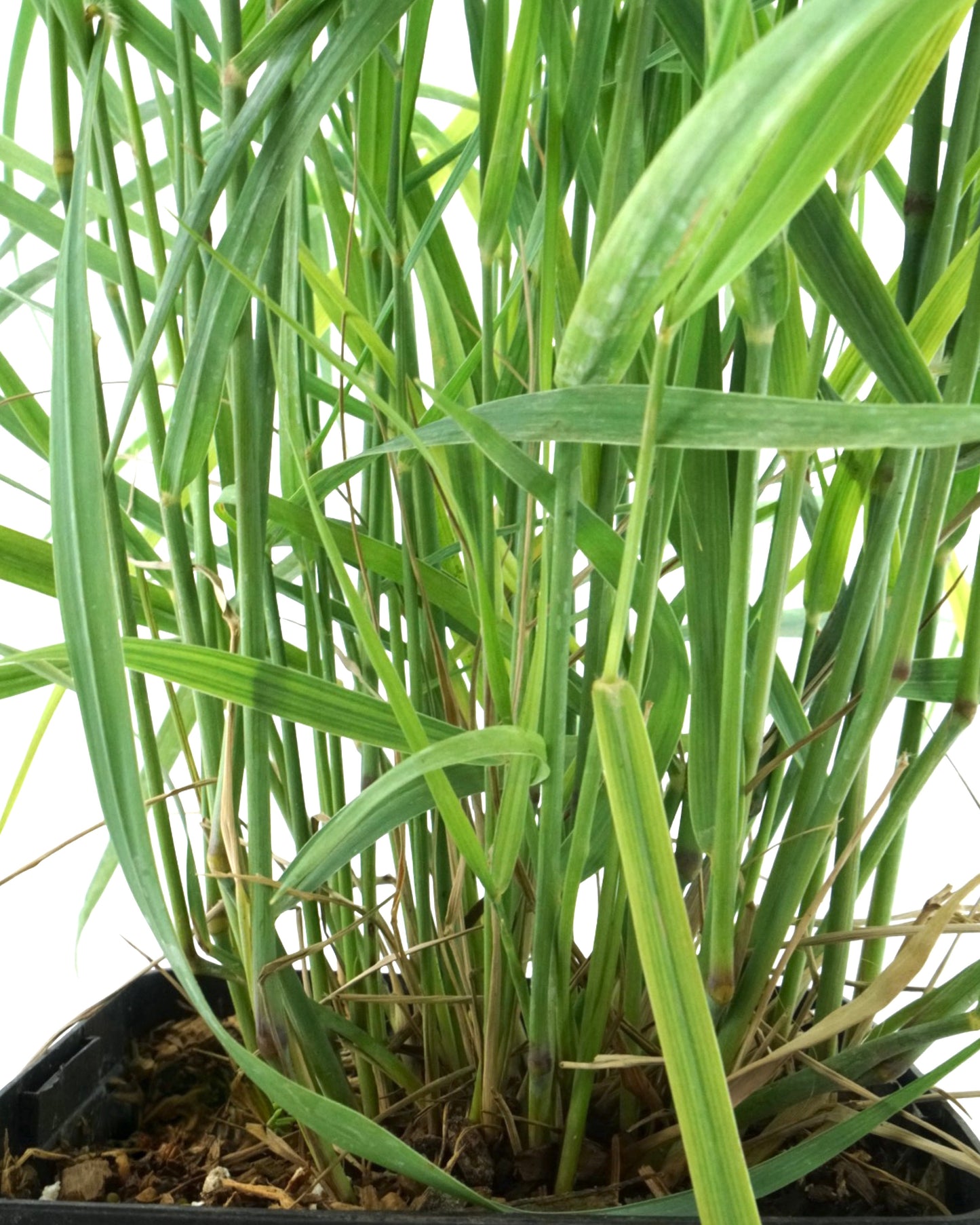 Panicum virgatum 'Heavy Metal' - Perennials