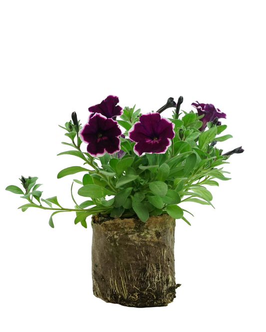 Petunia 'Painted Love™ Purple'
