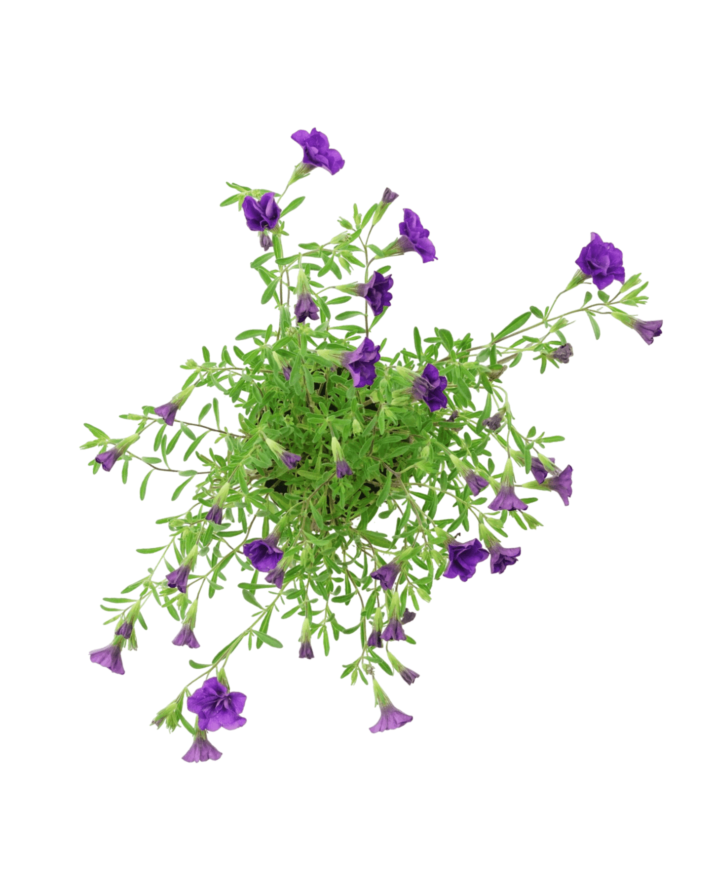 Calibrachoa 'Minifamous Double Dark Blue' - The Garden Corner