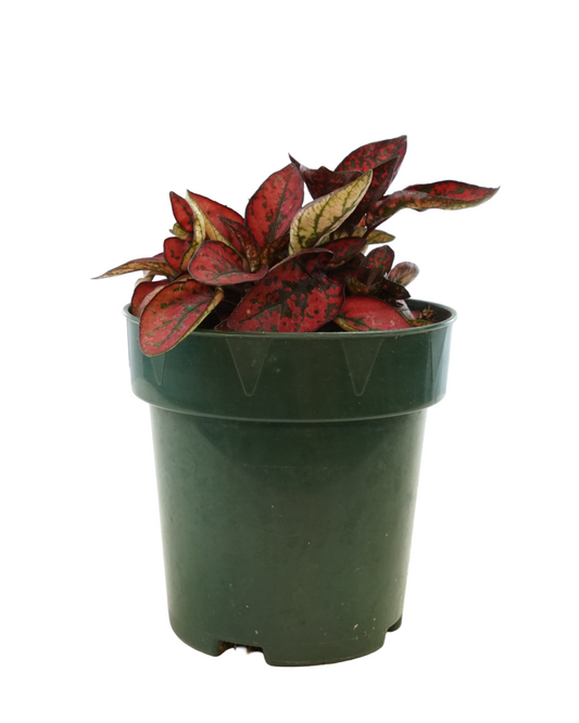 Hypoestes phyllostachya 'Red' - House Plants