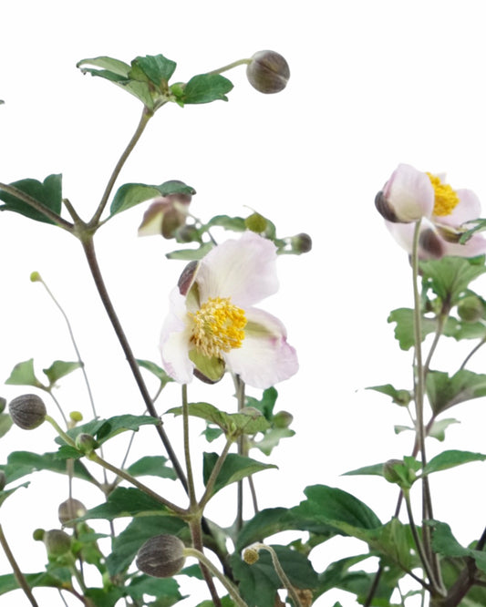 Anemone 'Lucky Charm'