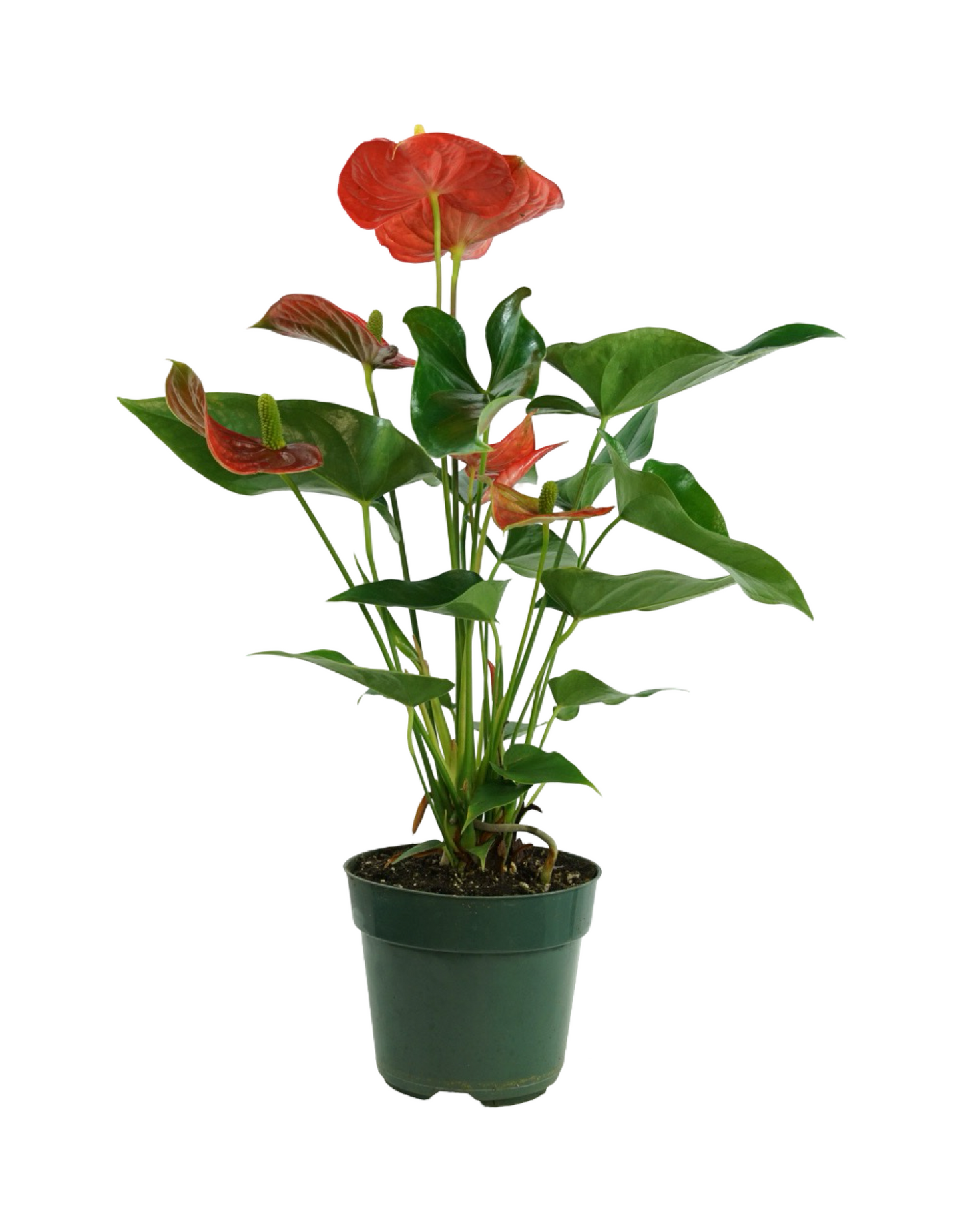 Anthurium andraeanum