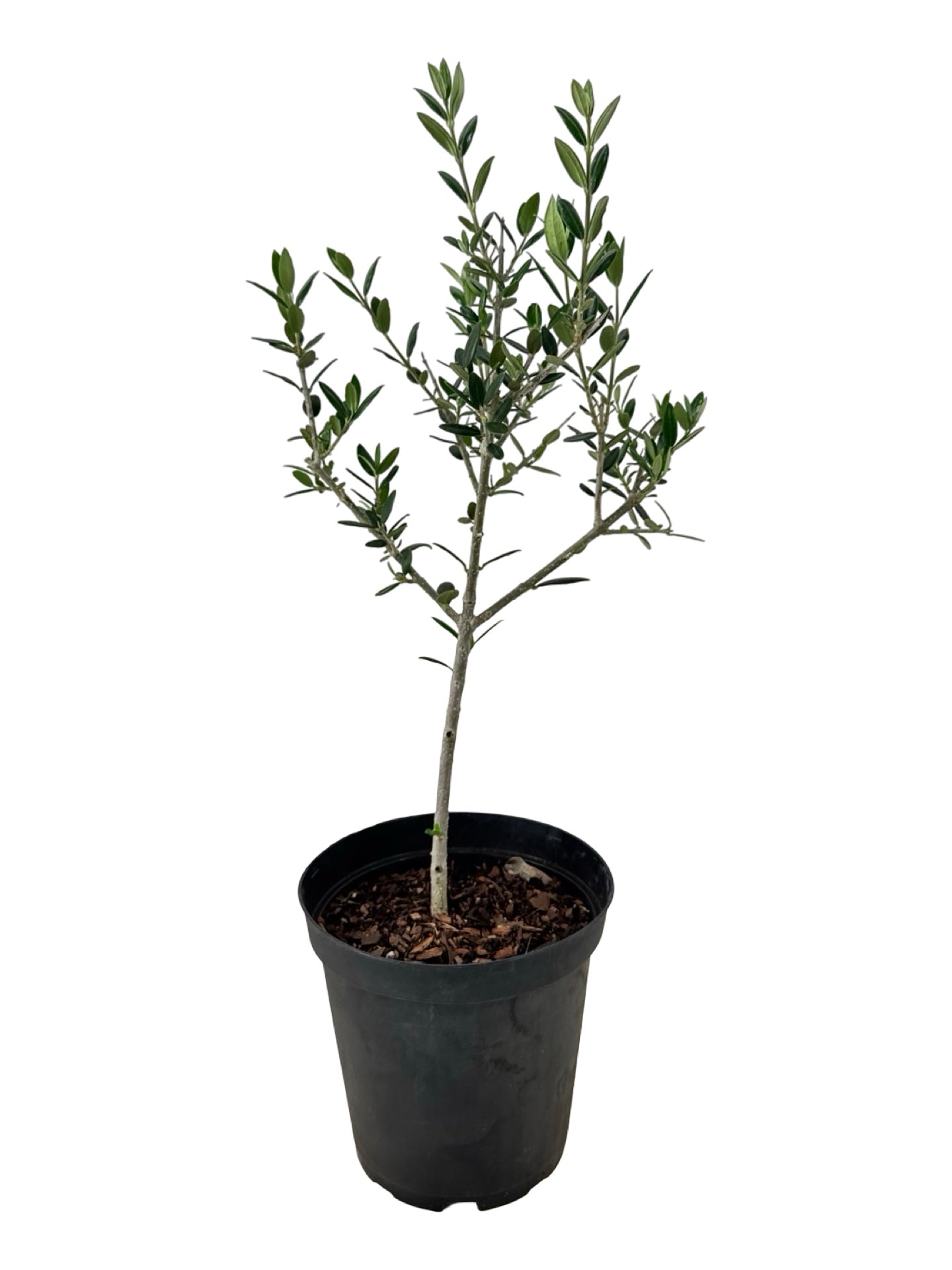 Olea europaea - Shrubs
