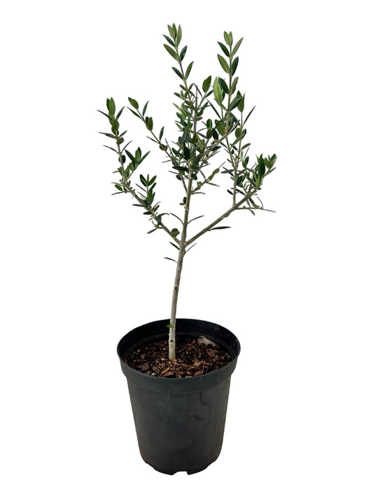 Olea europaea - Shrubs