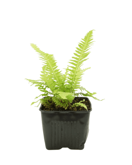 Thelypteris decursive - pinnata - The Garden Corner