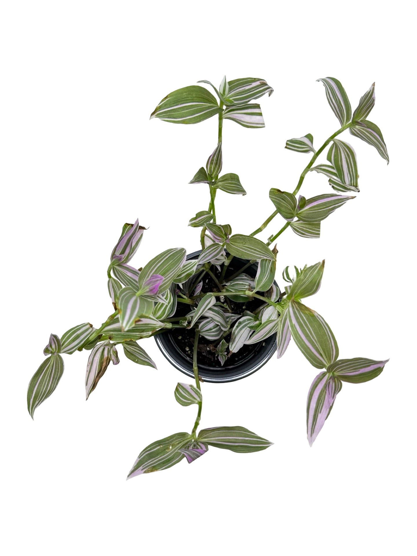 Tradescantia 'Pink Lollipop' - House Plants