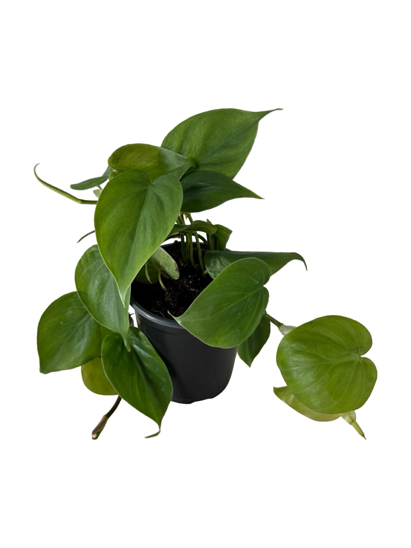 Philodendron cordatum - House Plants