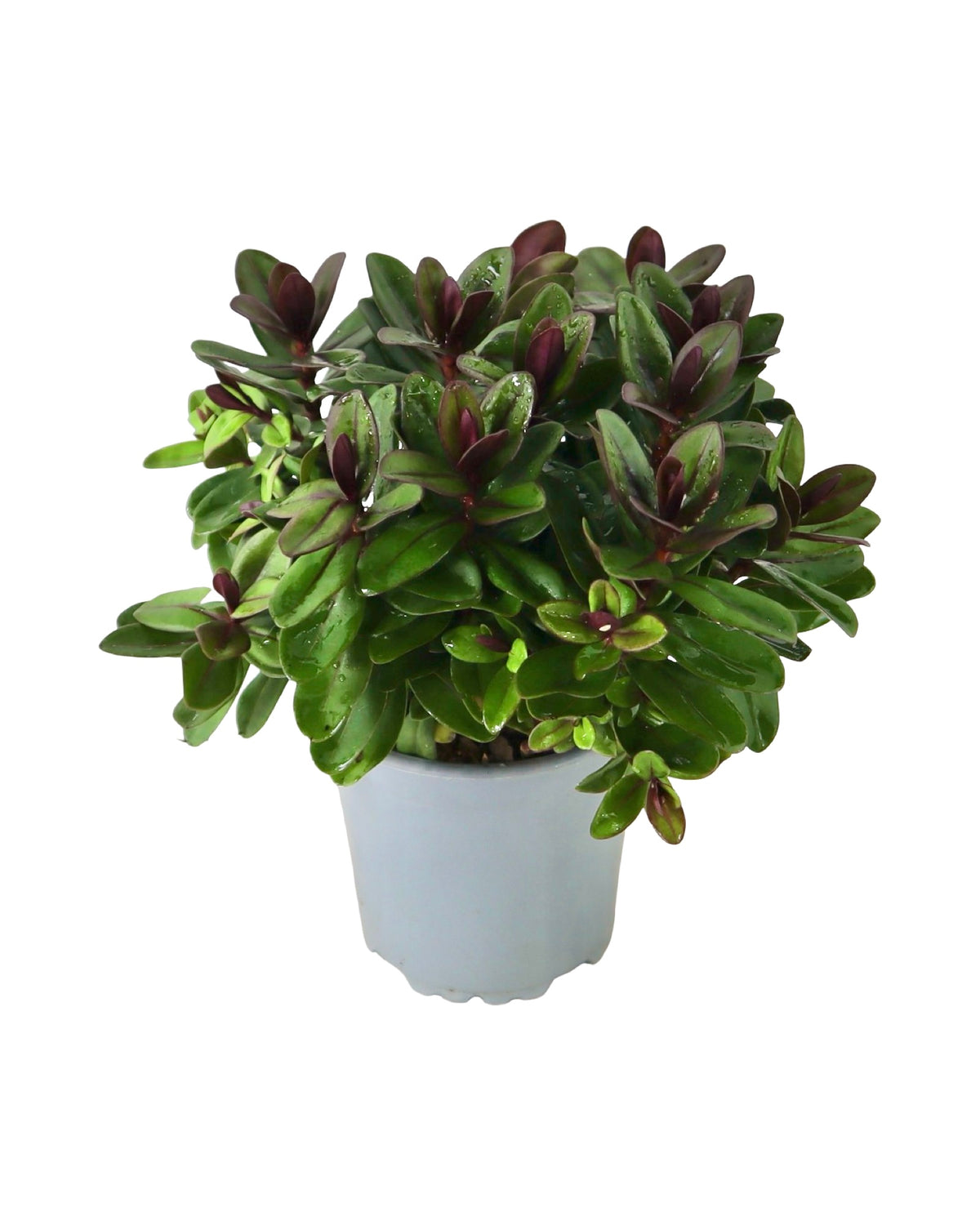 Hebe Vinoa® 'Purple' - Shrubs