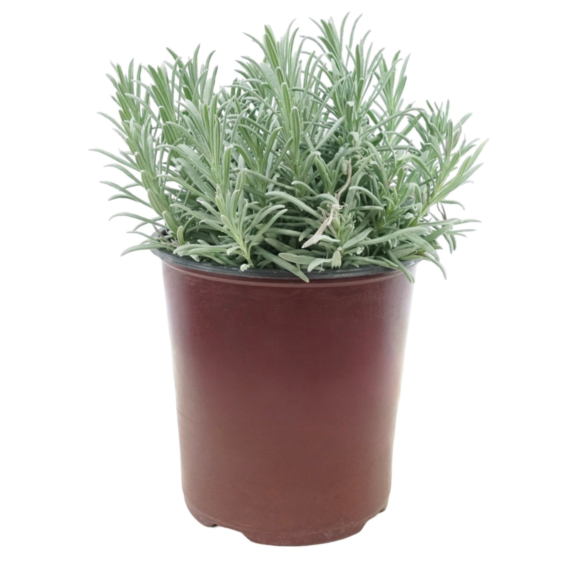 Lavandula x intermedia 'Grosso' - Herbs and Vegetables
