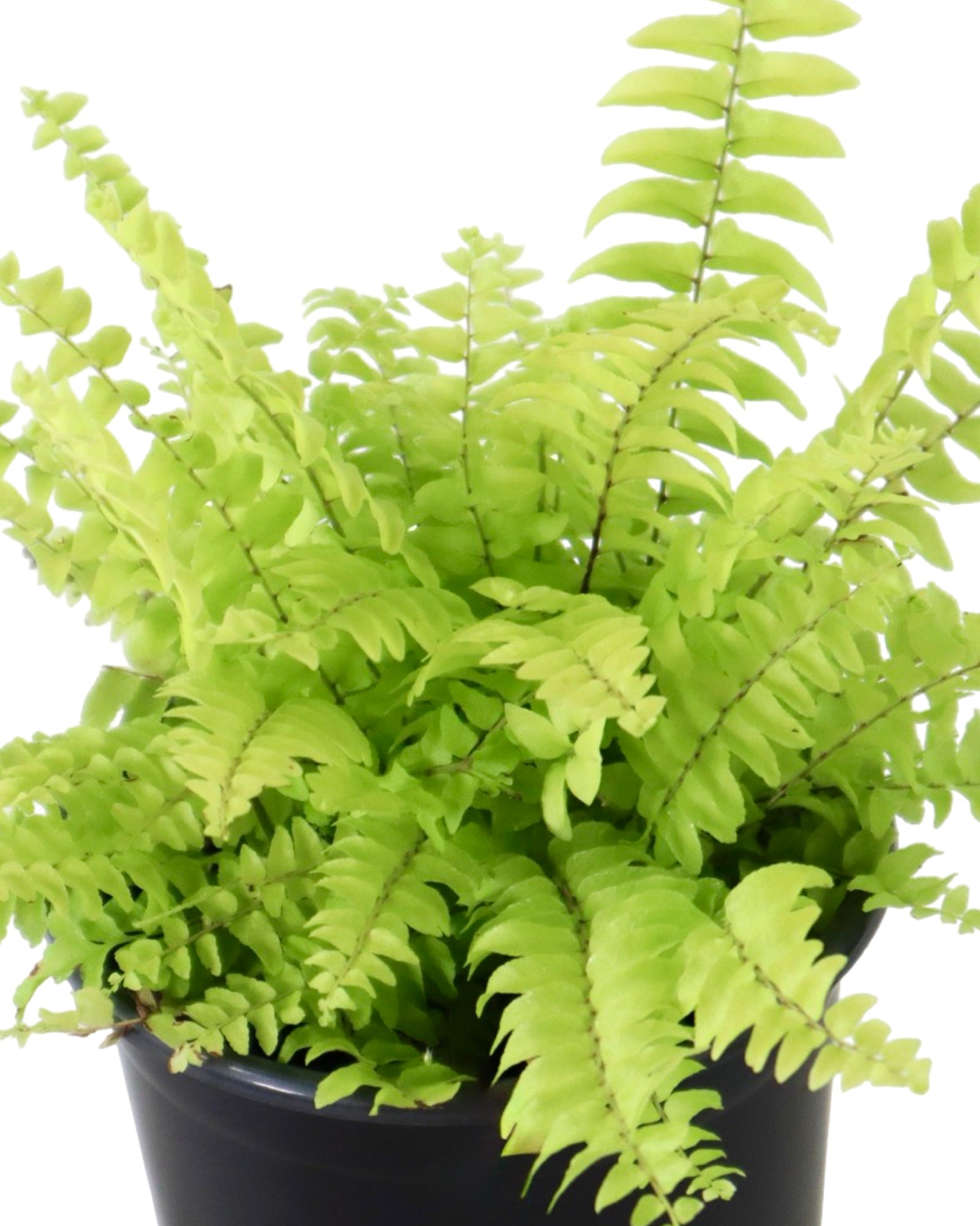 Nephrolepis exaltata 'Blue Bell' - House Plants