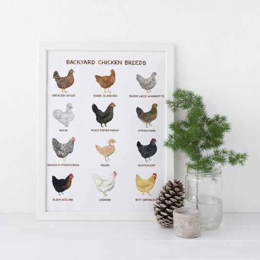 Backyard Chicken Breeds