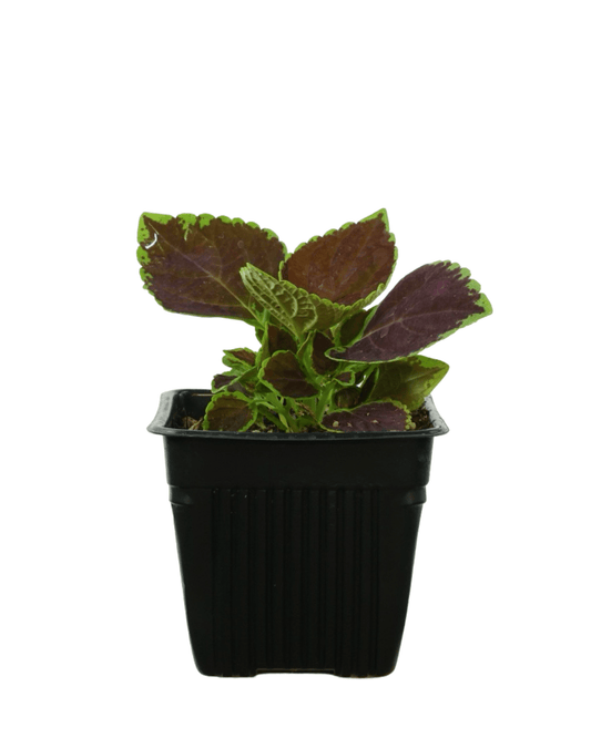 Coleus 'Talavera Chocolate Mint' - The Garden Corner