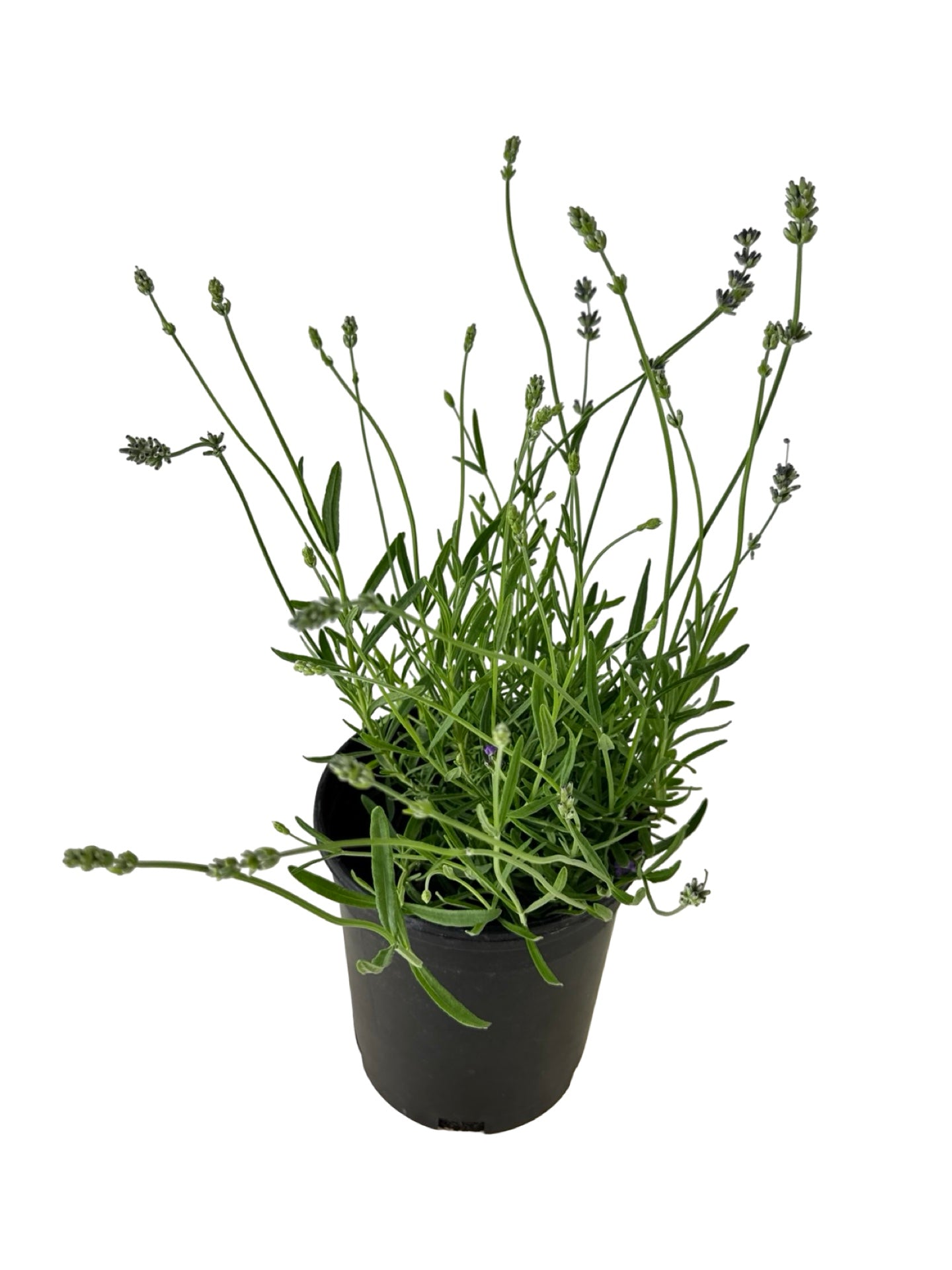 Lavandula angustifolia 'Buena Vista' - Herbs and Vegetables