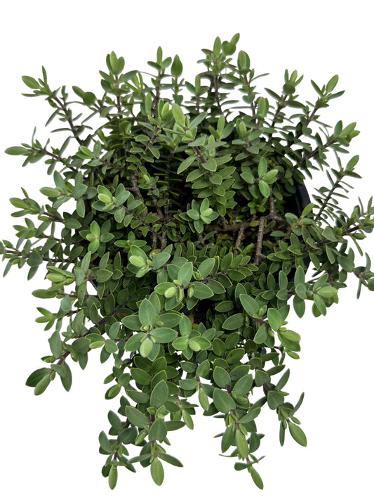 Hebe 'Inverey' - Shrubs