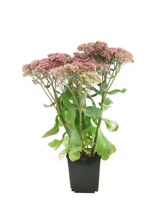 Sedum 'Mr. Goodbud'