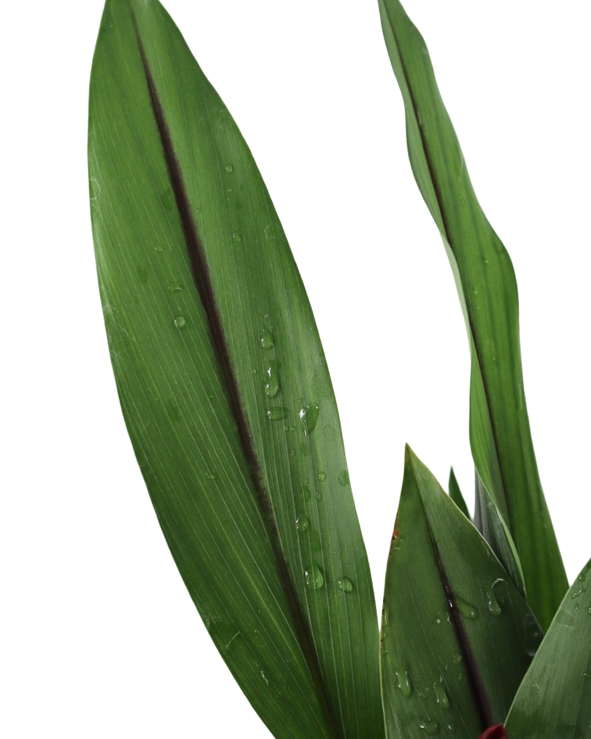 Curcuma alismatifolia - House Plants