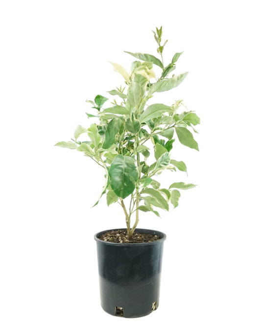 Citrus Variegated Pink Lemon - The Garden Corner