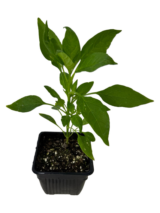 Pepper 'Shishito' - Herbs and Vegetables