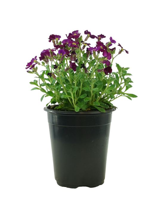 Aubrieta 'Axcent Burgundy Imp.'
