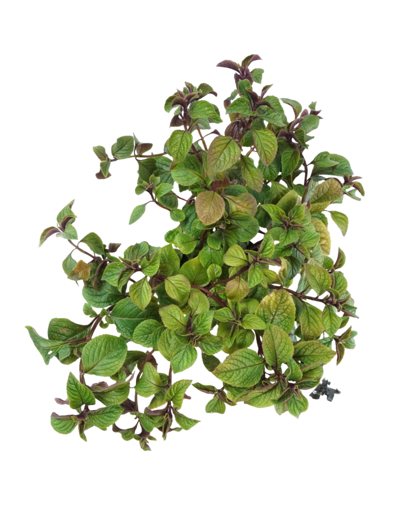 Plectranthus 'Nico' - Annuals
