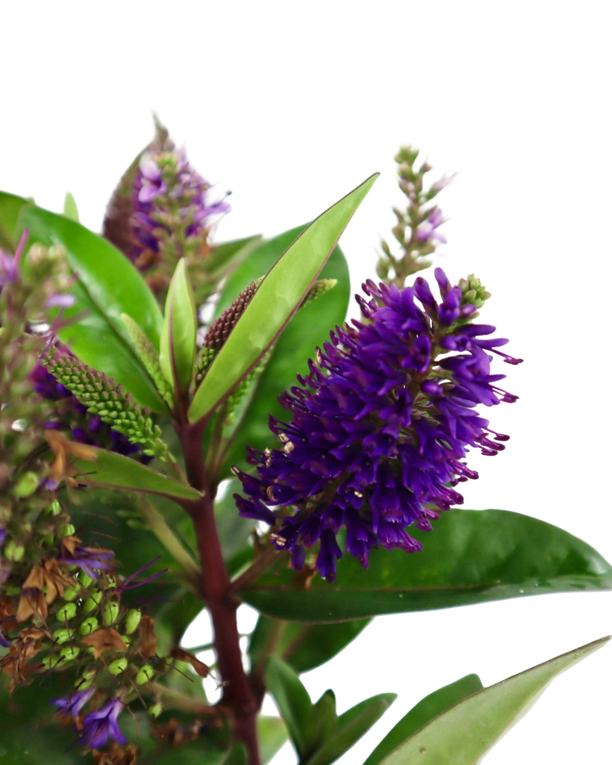 Hebe x hybrida Donna® 'Dark Purple' - Shrubs