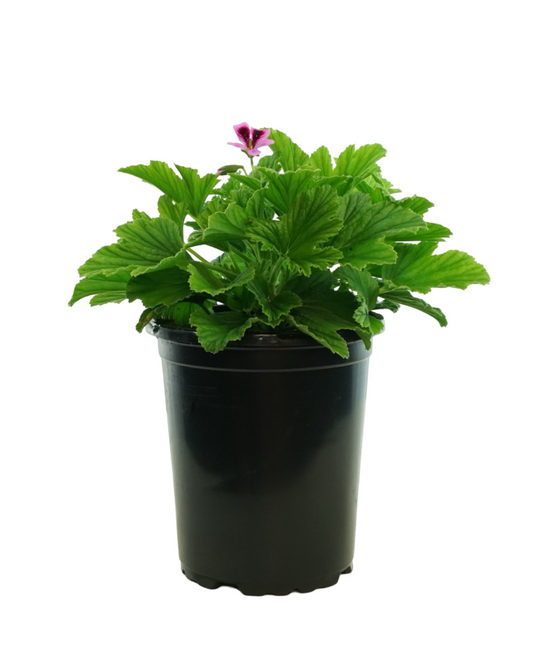 Pelargonium 'Orange Fizz'