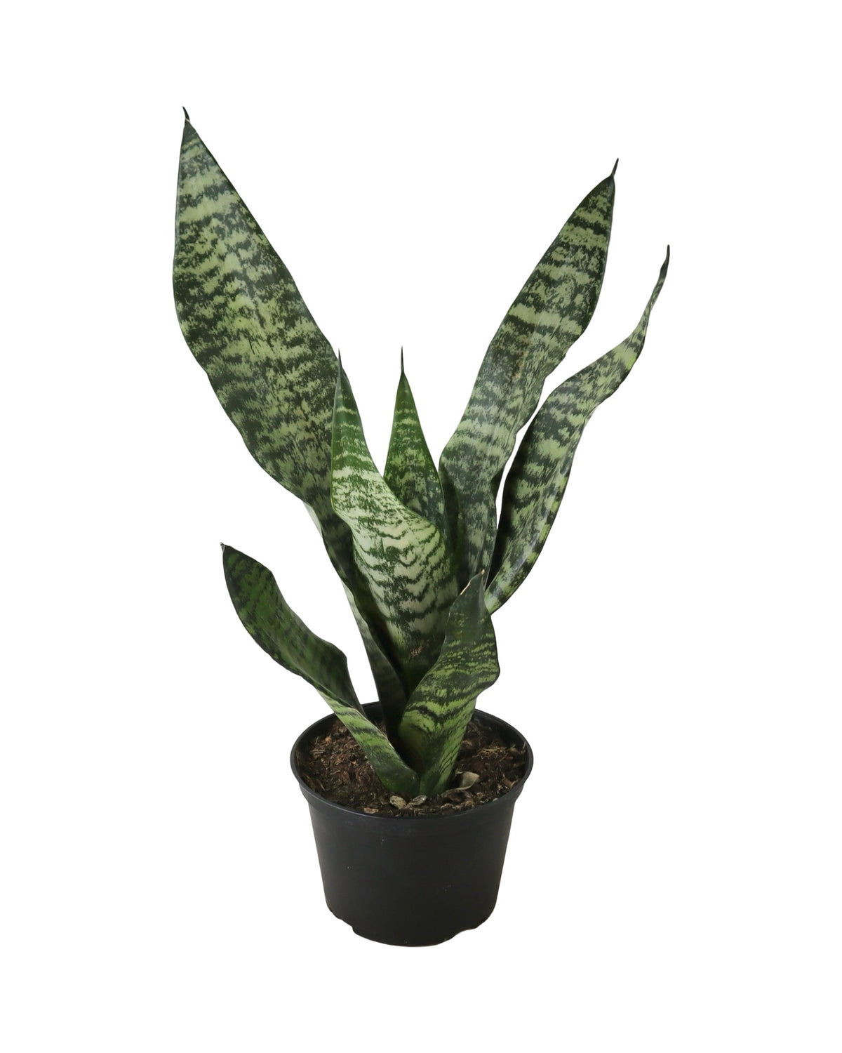 Sansevieria robusta - House Plants