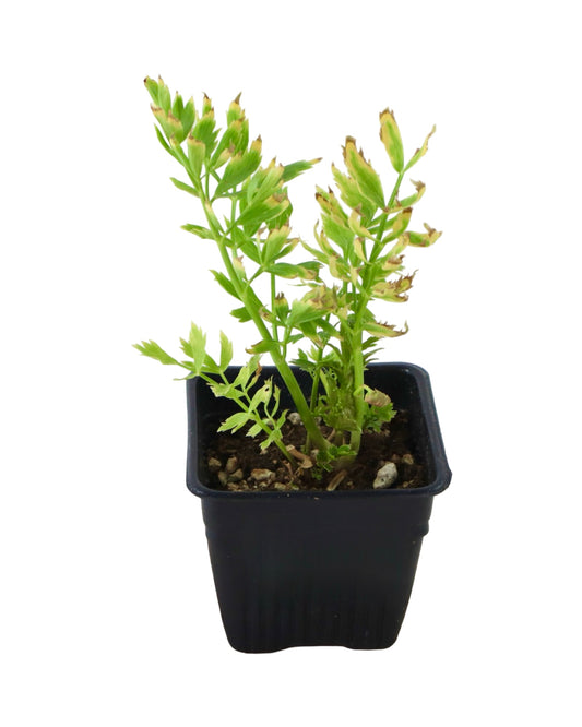 Lovage - Perennials