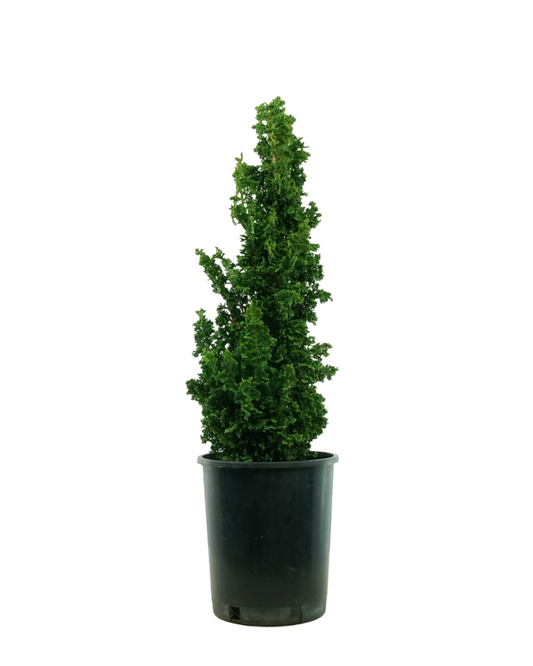 Thuja occidentalis 'Primo'