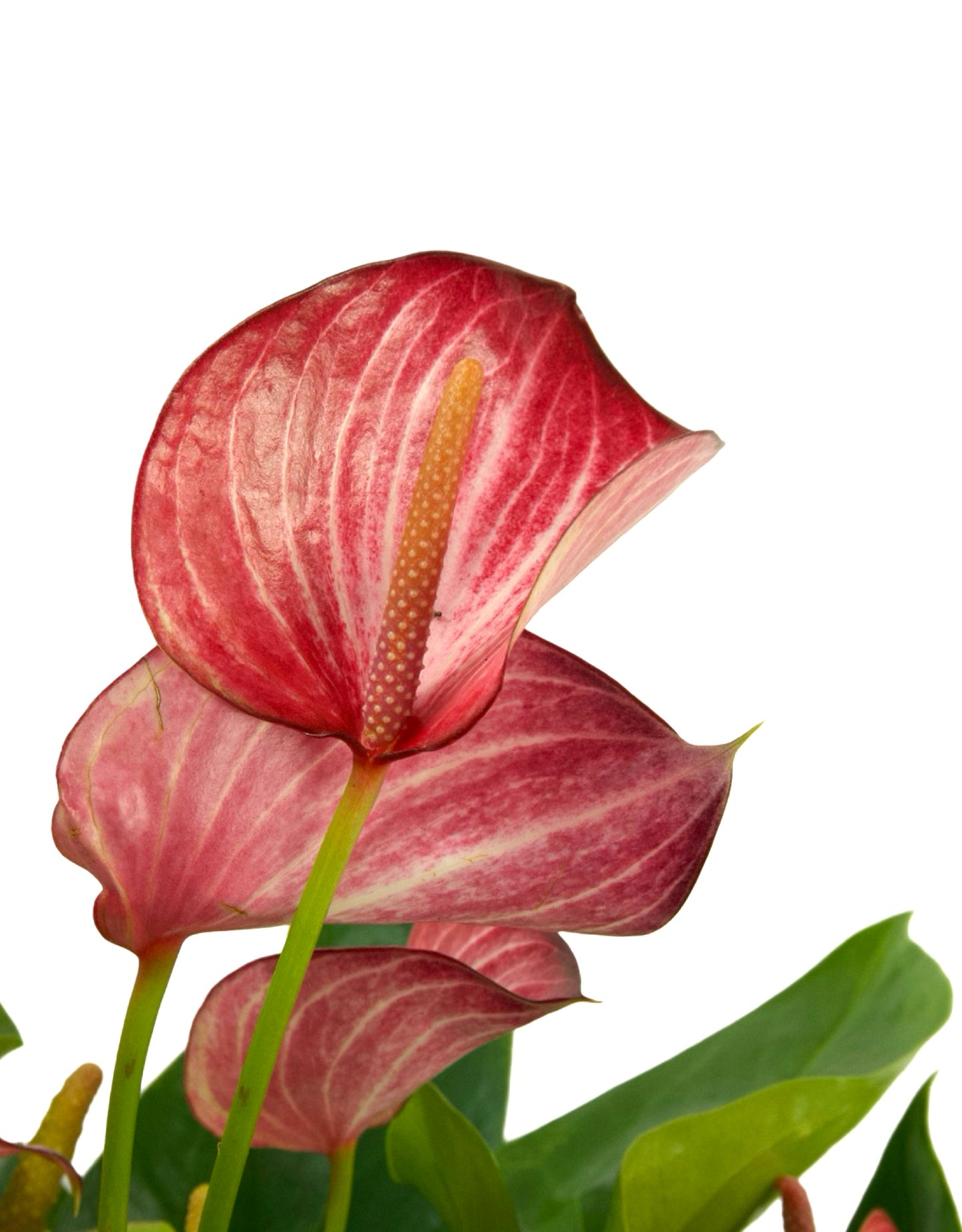 Anthurium andraeanum