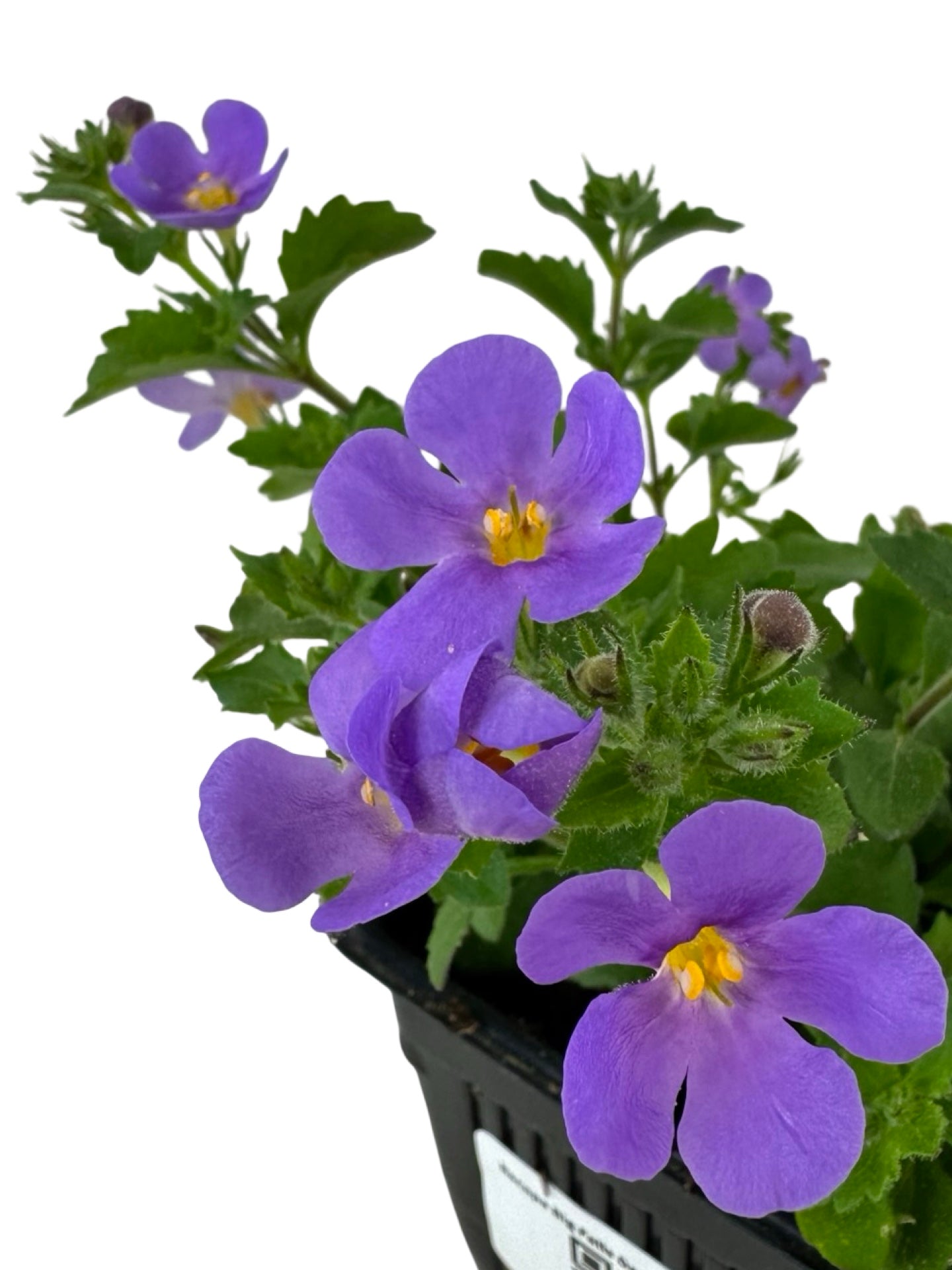 Bacopa Big Falls™ Dark Blue - Annuals