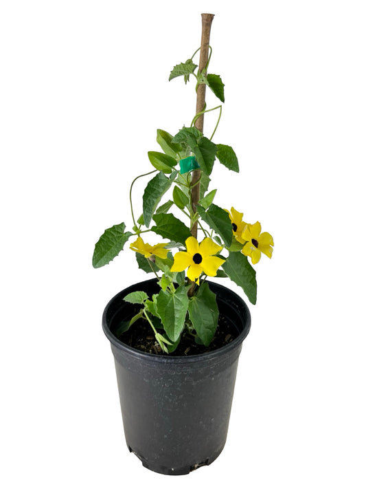 Thunbergia alata Sunny™ 'Lemon Star' - Annuals