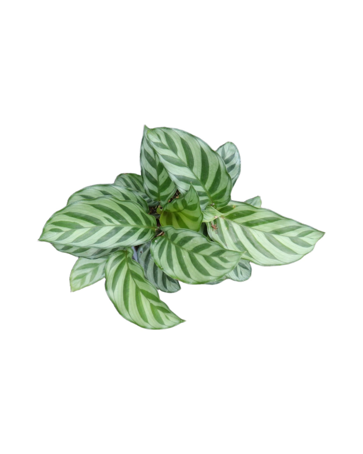 Calathea veitchiona - House Plants