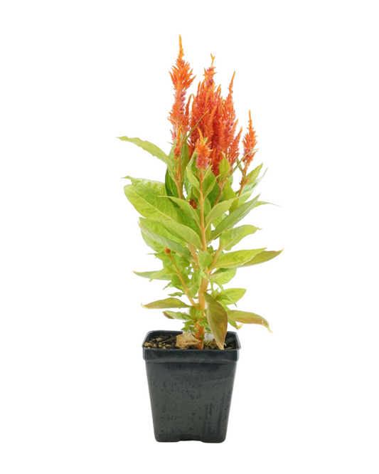 Celosia 'Fresh Look Orange'