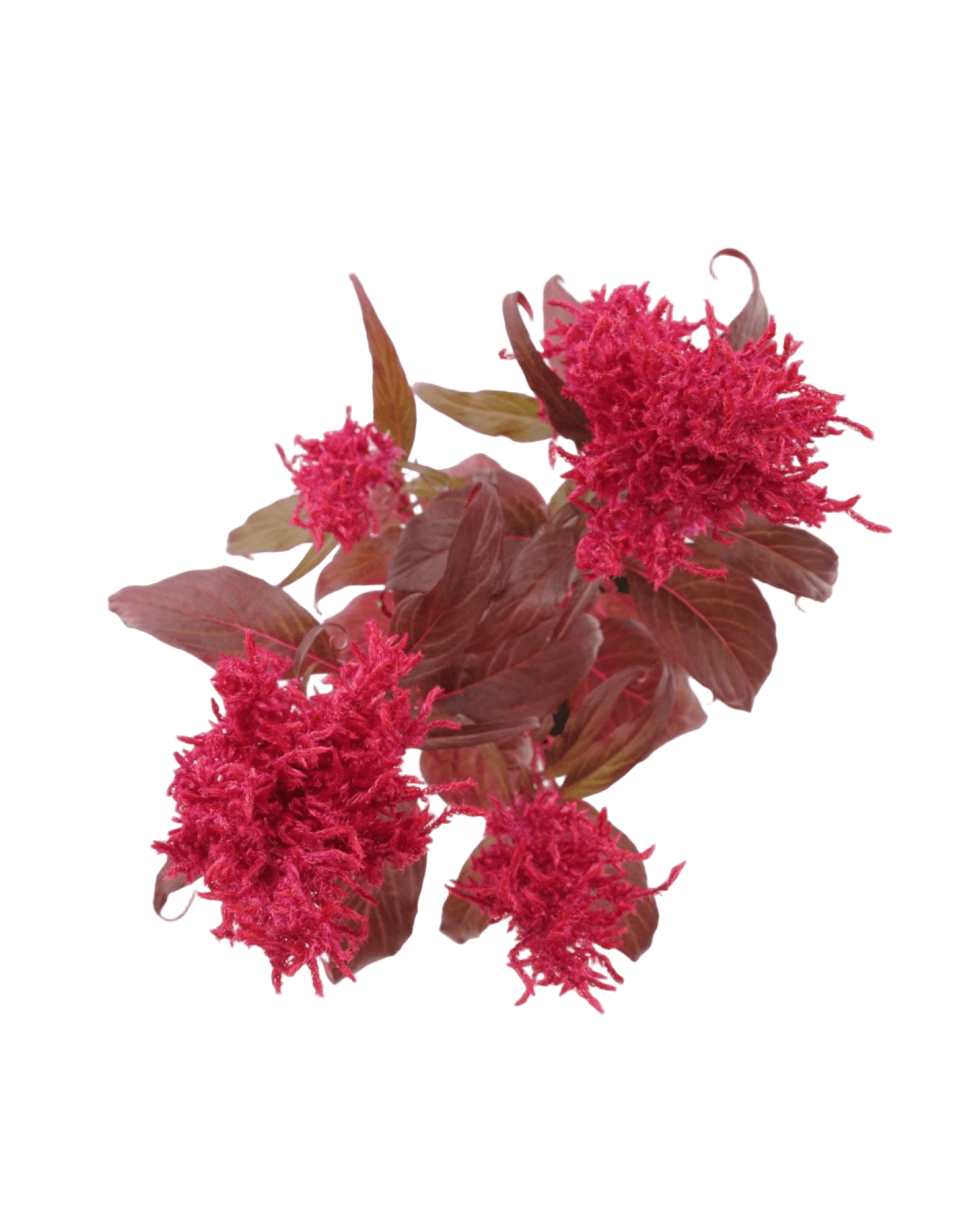 Celosia argentea plumosa 'Dragon's Breath' - The Garden Corner