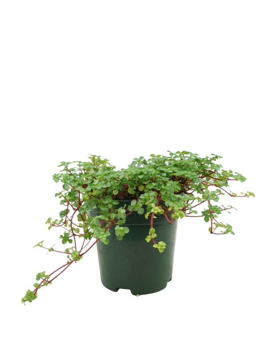 Pilea glauca 'Aquamarine'