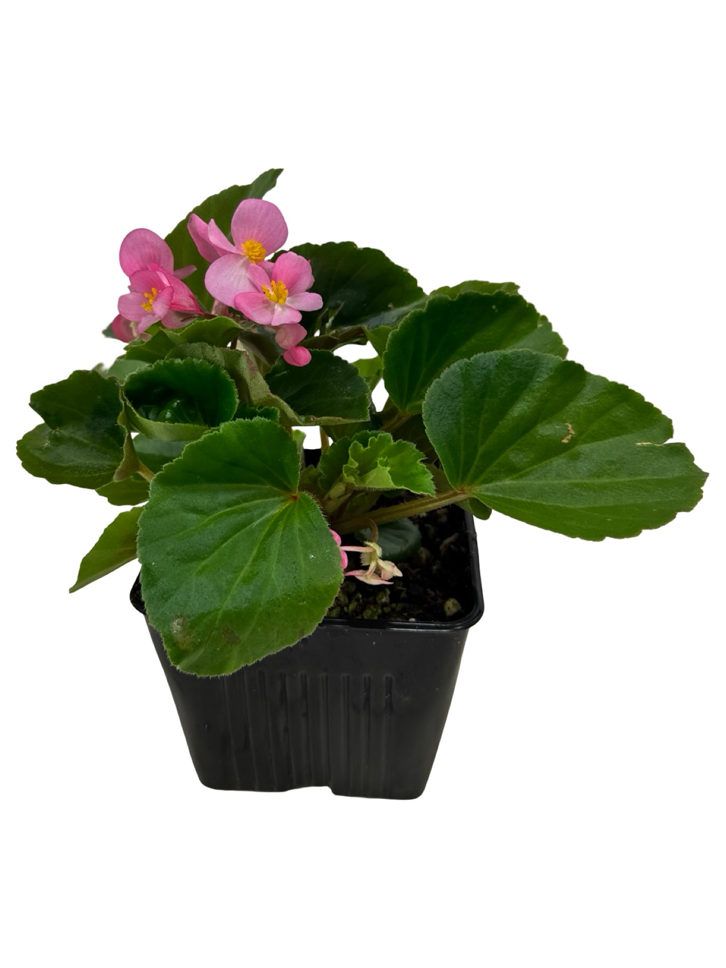 Begonia BabyWing® 'Pink' - Annuals