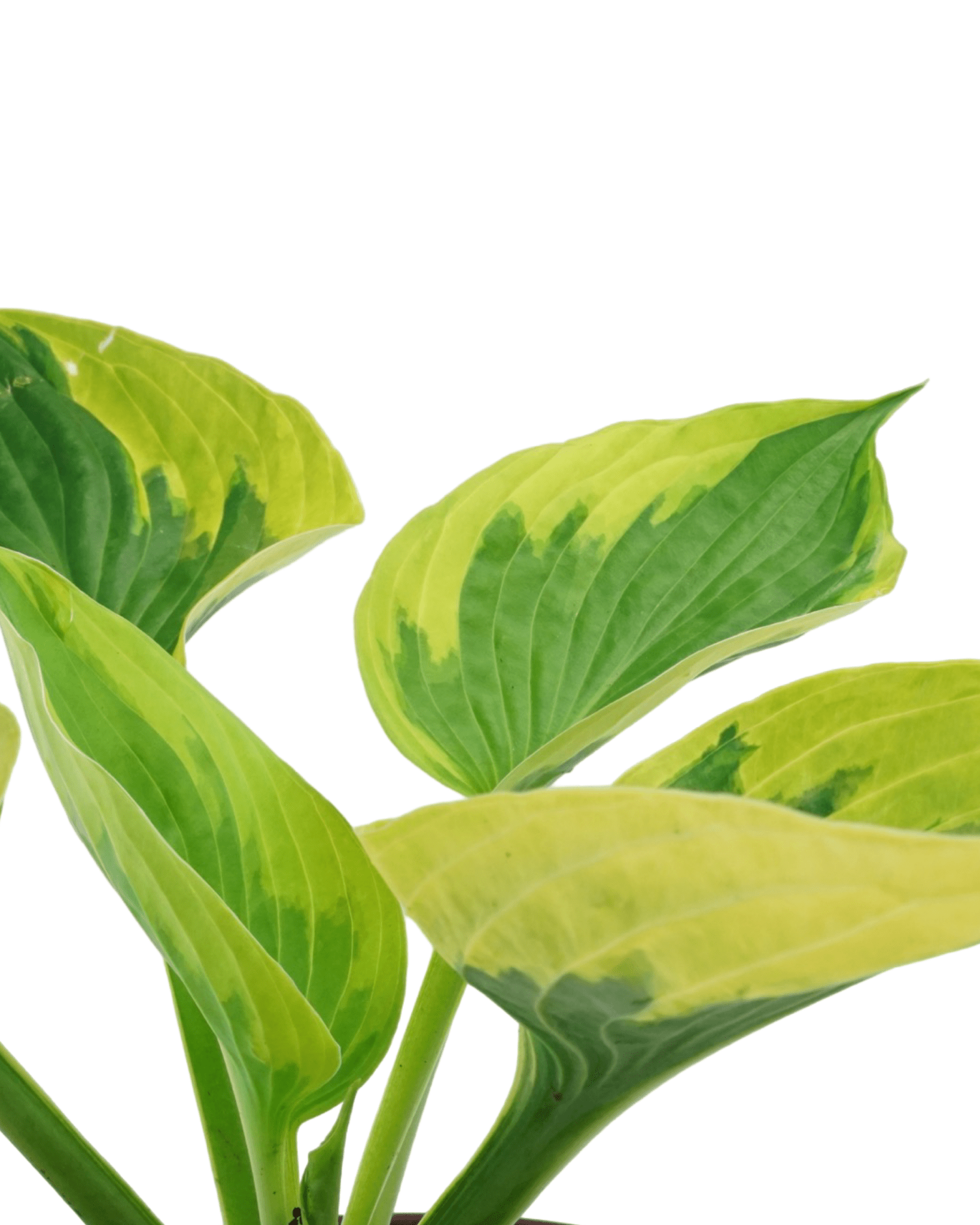 Hosta 'Twilight' - The Garden Corner