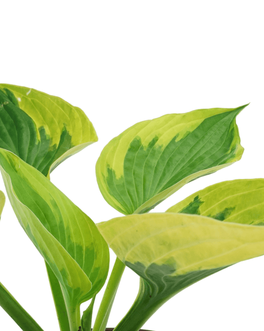 Hosta 'Twilight' - The Garden Corner