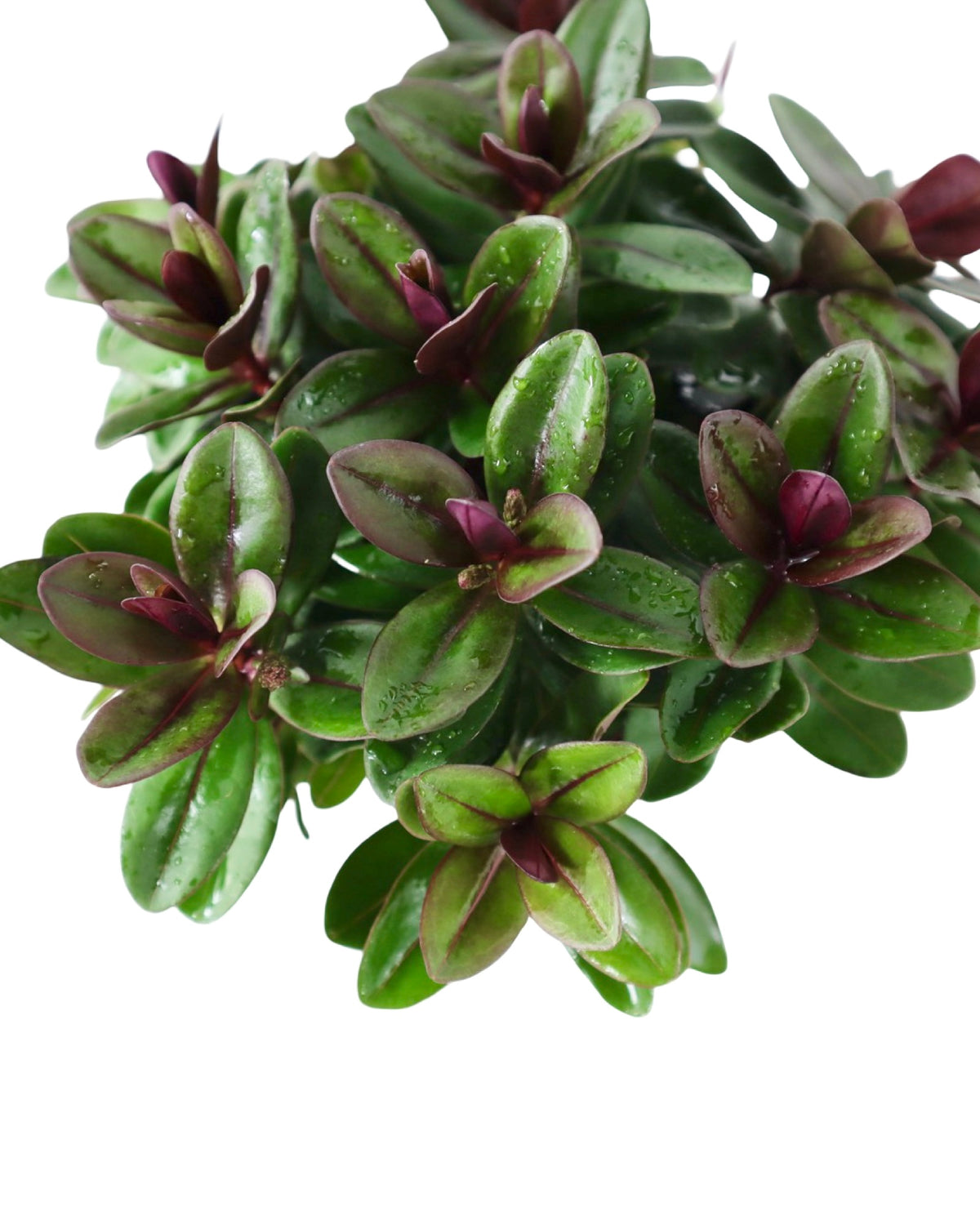 Hebe Vinoa® 'Purple' - Shrubs