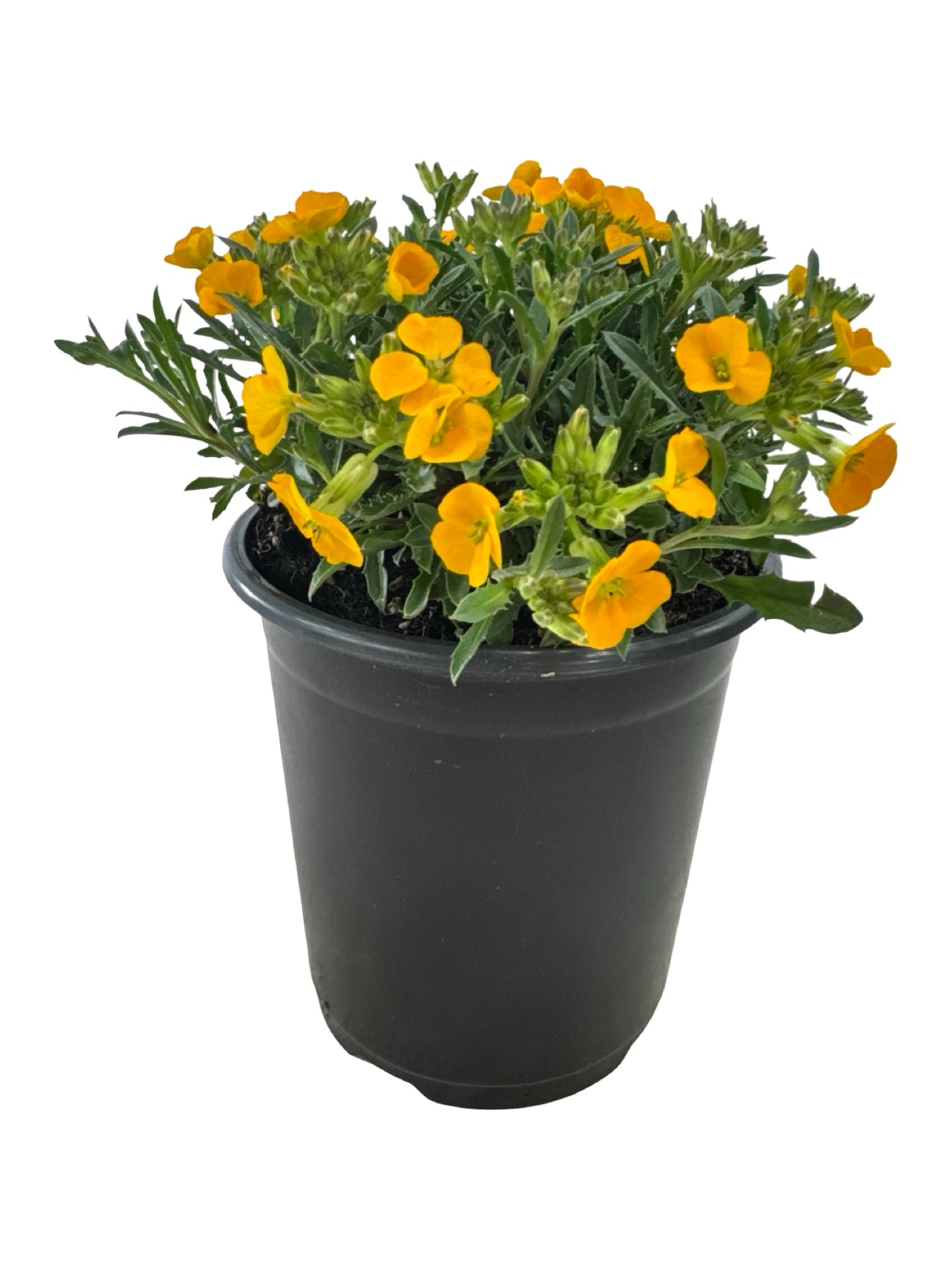 Erysimum Glow™ 'Orange' - Perennials