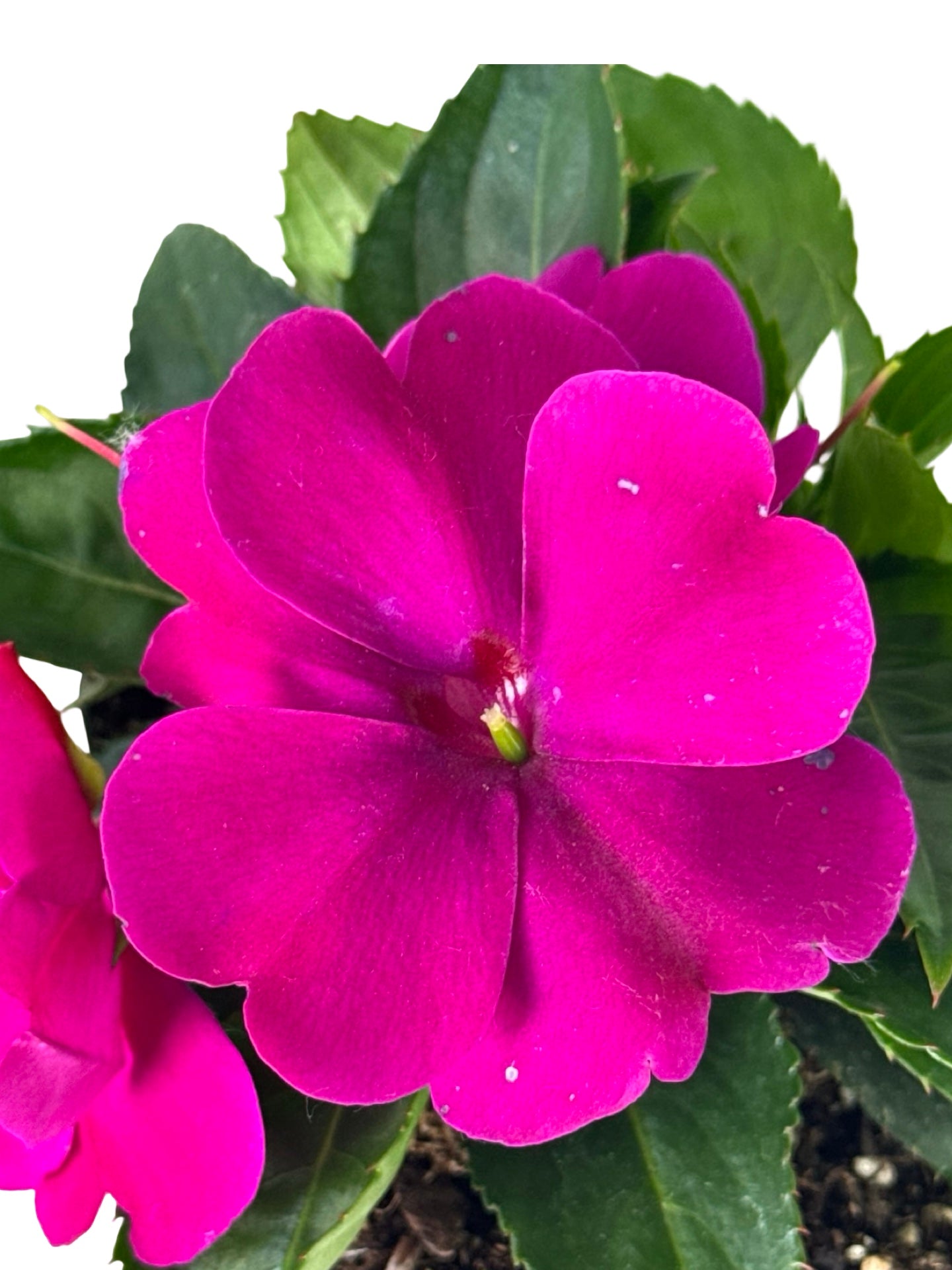 Sunpatiens compact 'Royal Magenta' - Annuals