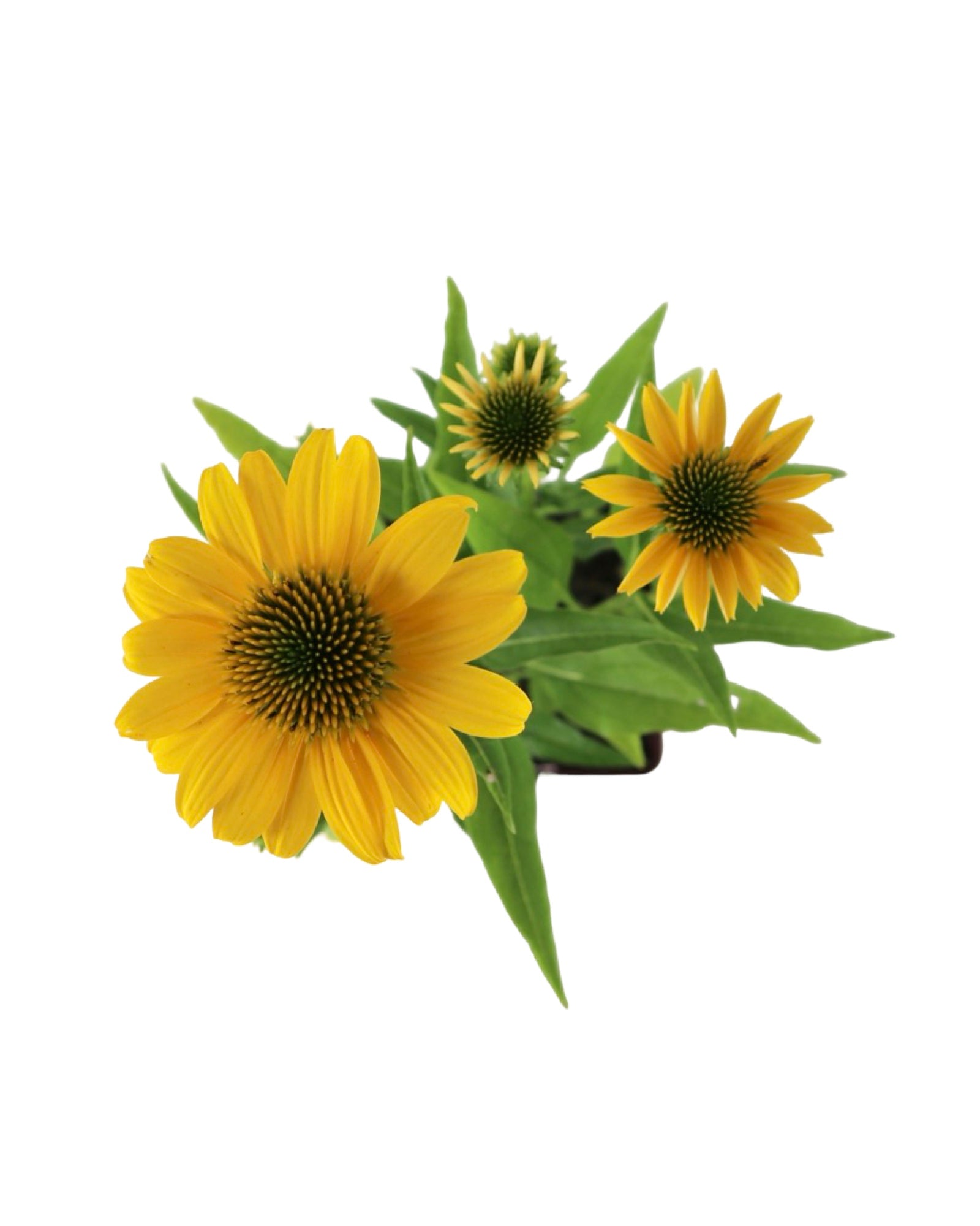 Echinacea 'Sombrero Poco Yellow' - Perennials