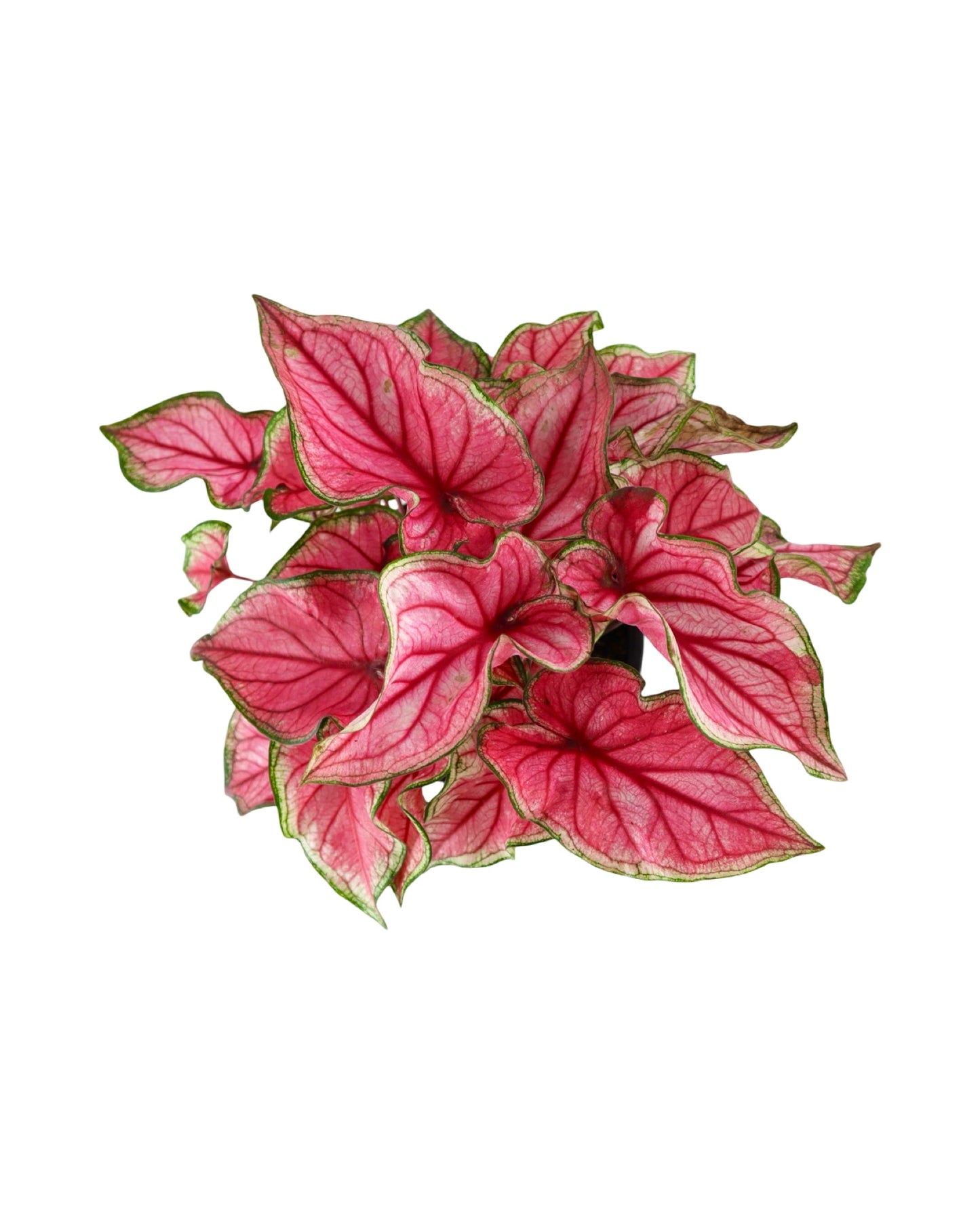 Caladium 'Puppy Love' - House Plants