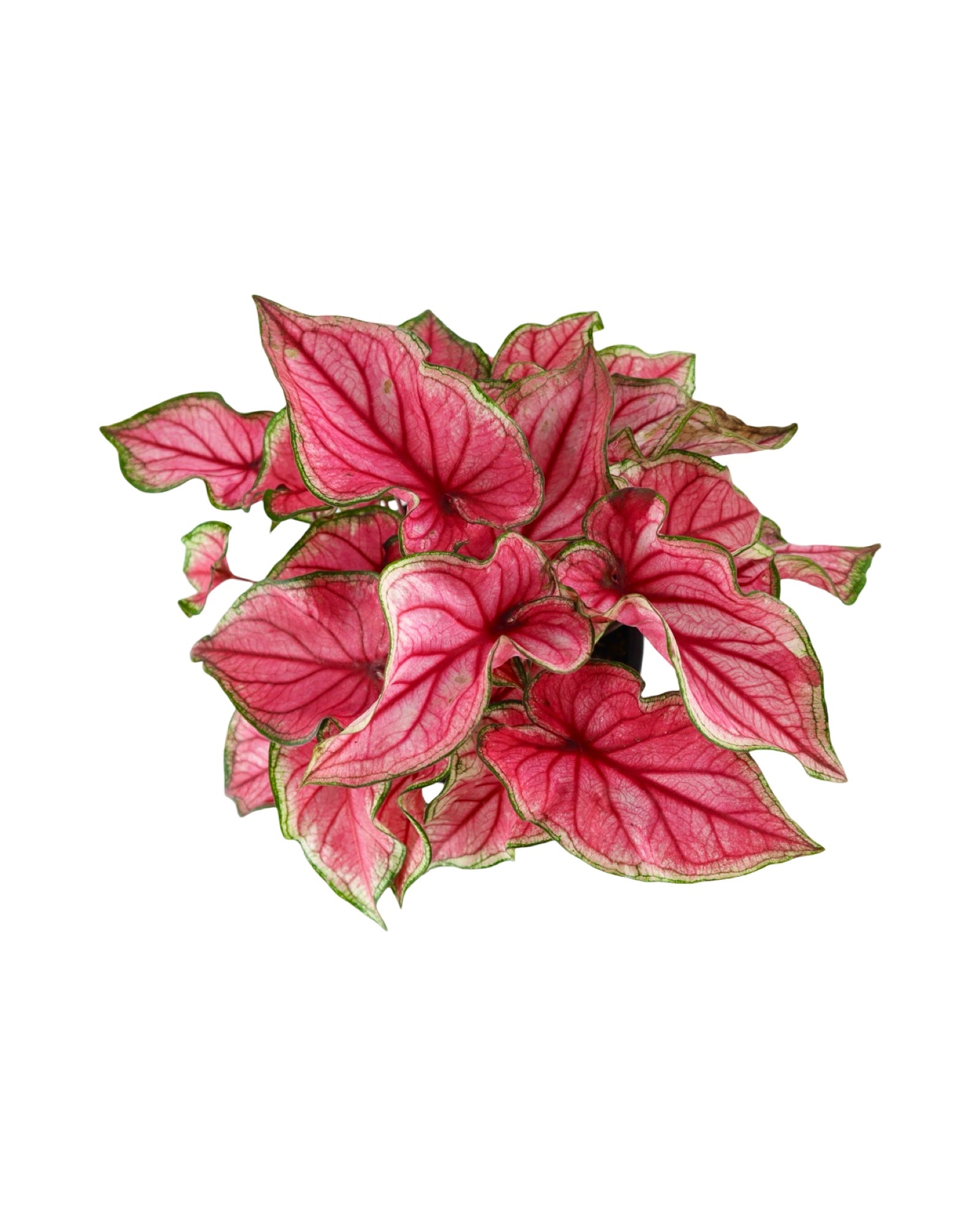 Caladium 'Puppy Love' - House Plants