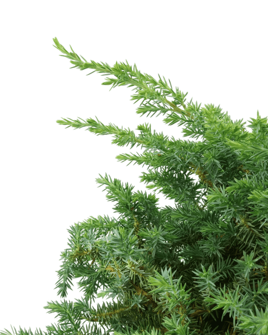 Juniperus conferta 'Silver Mist' - The Garden Corner