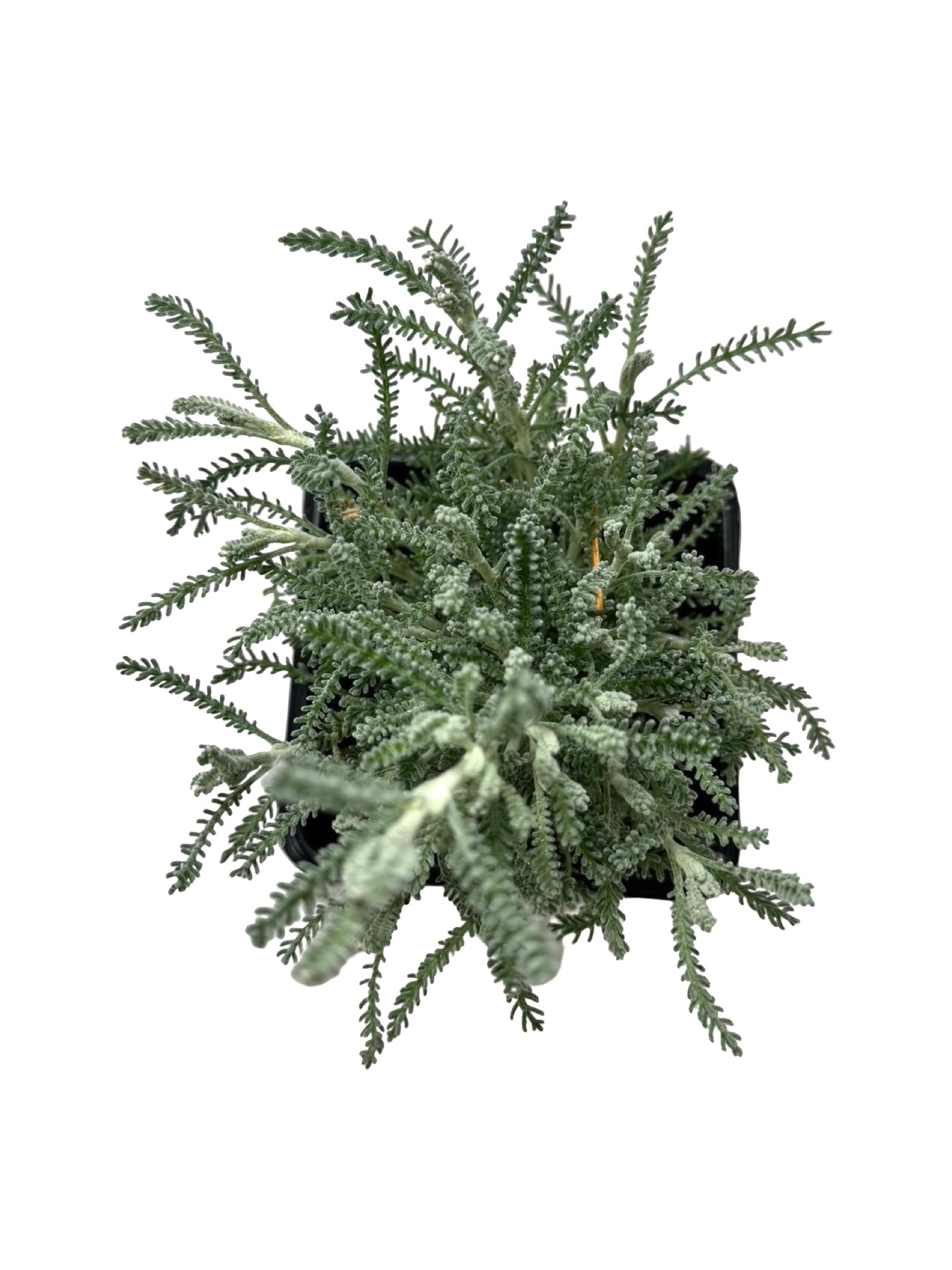 Santolina chamaecyparissus - Shrubs