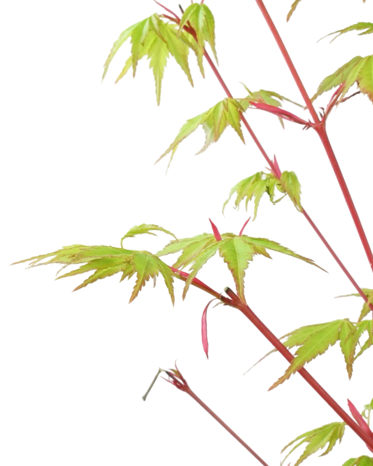Acer palmatum 'Sango Kaku'